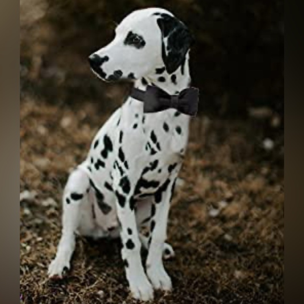 ⭐️New Unique style paws Dog Collar, Black Silk Dog Collar with Bow - Picture 5 of 16